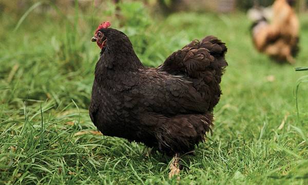 Quelle poule choisir ? - © Studio EVO