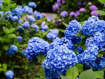 Hortensias bleus en massif