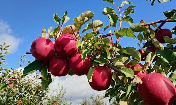 Comment avoir plus de fruits ? - © Oksana - stock.adobe.com
