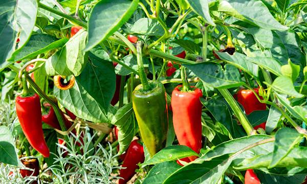 Piment : variétés, plantation, entretien