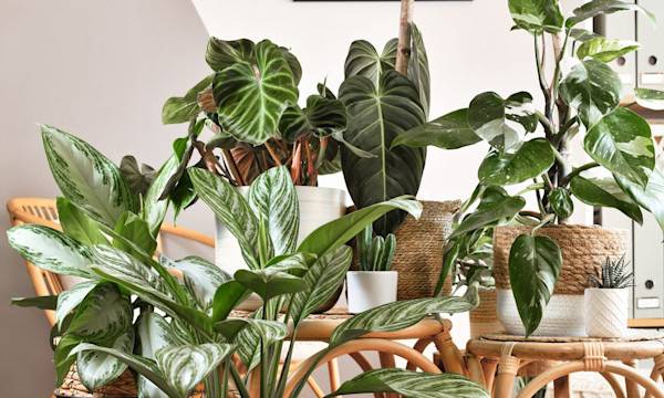 Comment choisir l'engrais pour les plantes d'intérieur ? - © Firn- stock.adobe.com