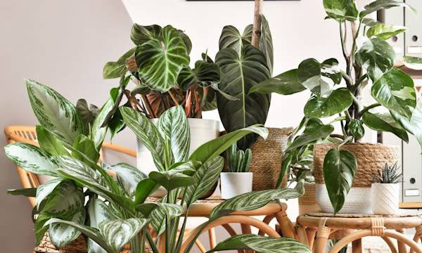 Comment choisir l'engrais pour les plantes d'intérieur ? - © Firn- stock.adobe.com
