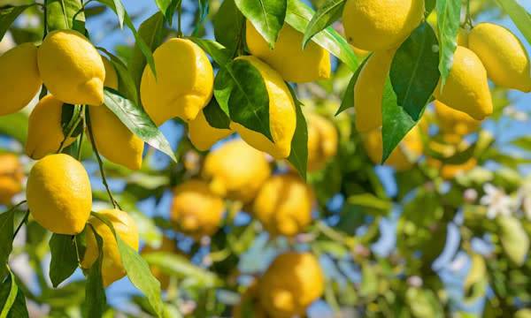Planter les agrumes - © IgorZh - stock.adobe.com