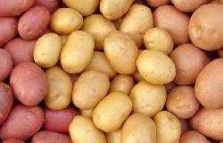 Pommes de terre, différentes variétés