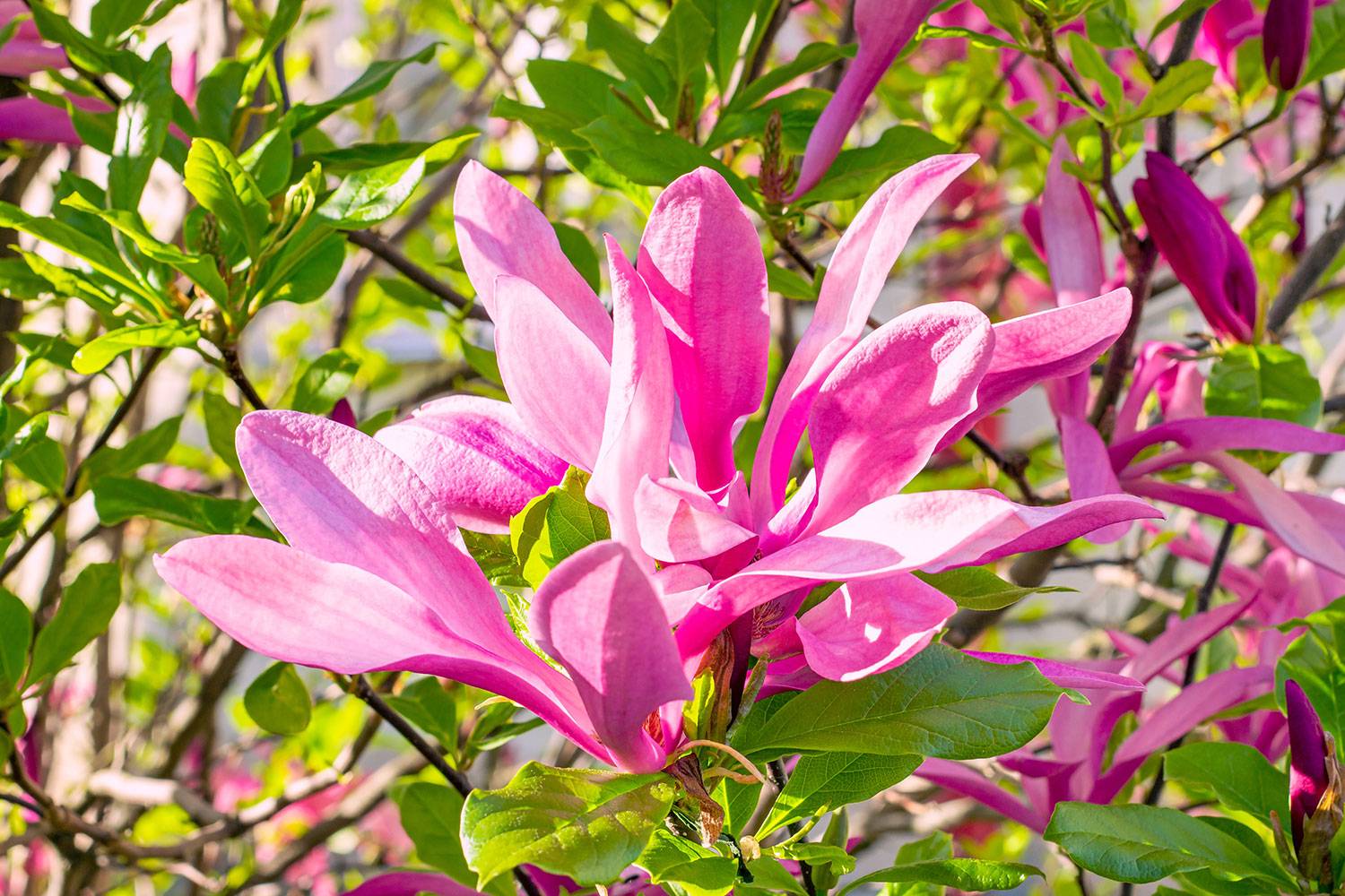 Magnolia 'Susan'