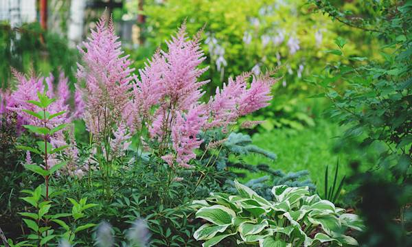 Quel entretien pour l'astilbe ? - © mashiki - stock.adobe.com