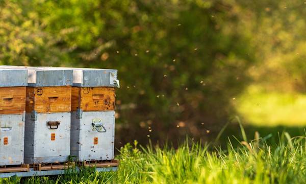 Comment nettoyer une ruche ? - © Olivier Klencklen - stock.adobe.com