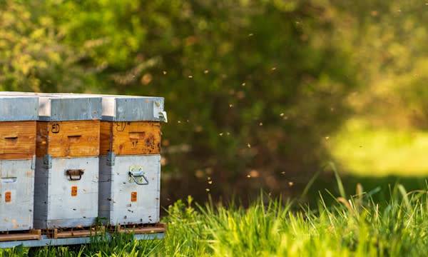 Comment nettoyer une ruche ? - © Olivier Klencklen - stock.adobe.com