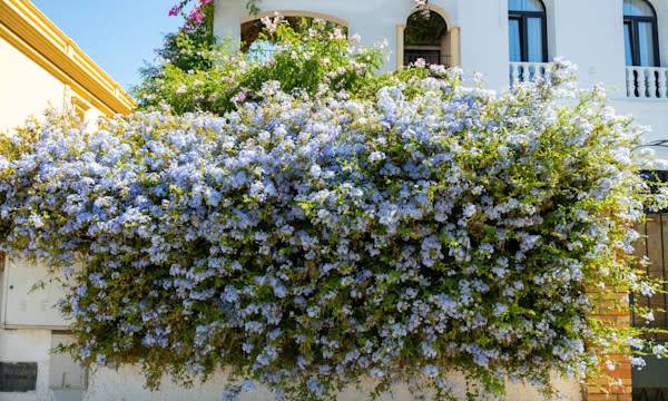 Entretien du plumbago du Cap - © barmalini - stock,adobe.com