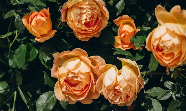 Quelle signification d'offrir un rosier ? - © by Natallia - stock.adobe.com