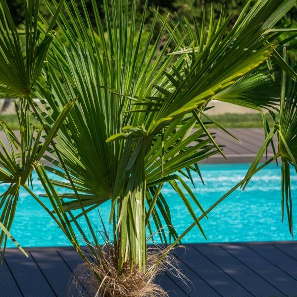 Palmier à chanvre, trachycarpus, plante méditerranéenne et piscine