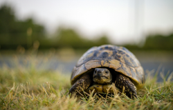 Tortue jardin 