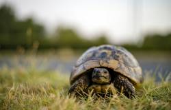 Tortue jardin
