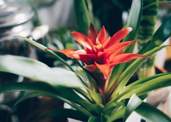 # Le guzmania, une des plus belles fleurs rouges parmi les plantes d'intérieur - © meteoritka - stock.adobe.com
