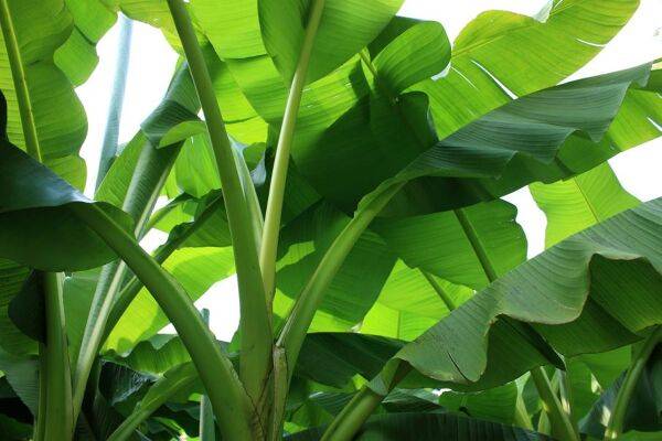 Planter un bananier