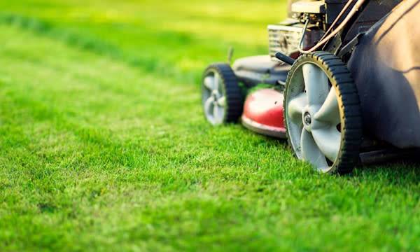 Faut-il ramasser l’herbe coupée ou la laisser au sol après la tonte d'une pelouse ? - © Mariusz Blach - stock.adobe.com
