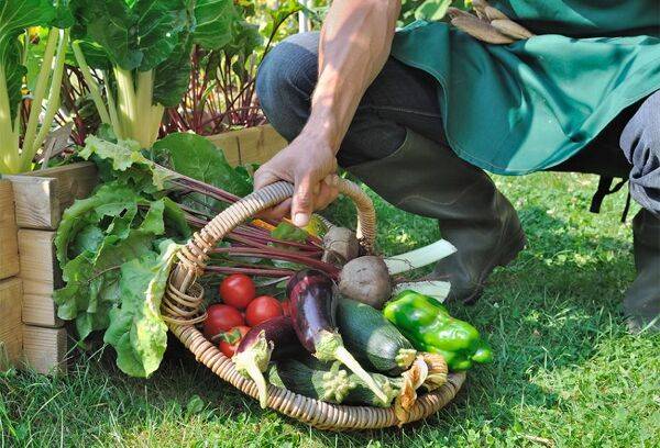 potager bio 