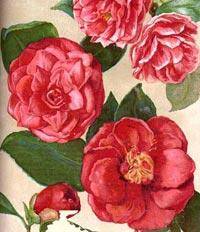 Des camellias qui n'ont pas peur du froid. L'interview de la SNHF