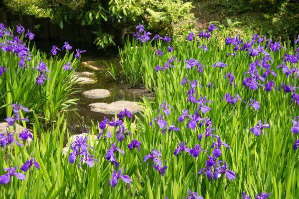 Les iris d'eau