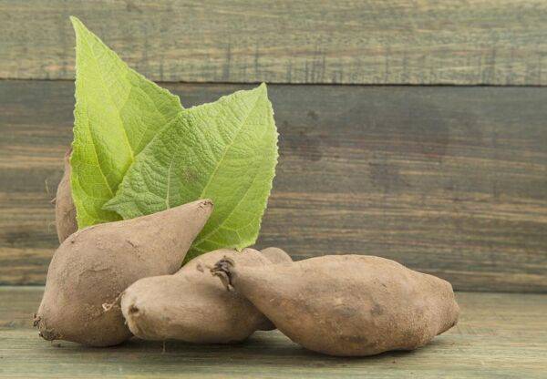 Planter la poire de terre ou yakon