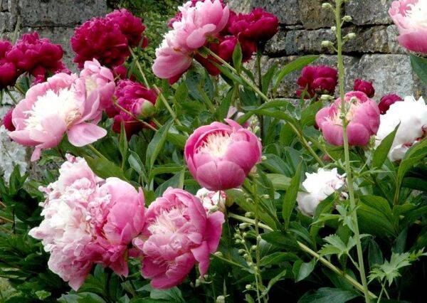 Entretien des pivoines