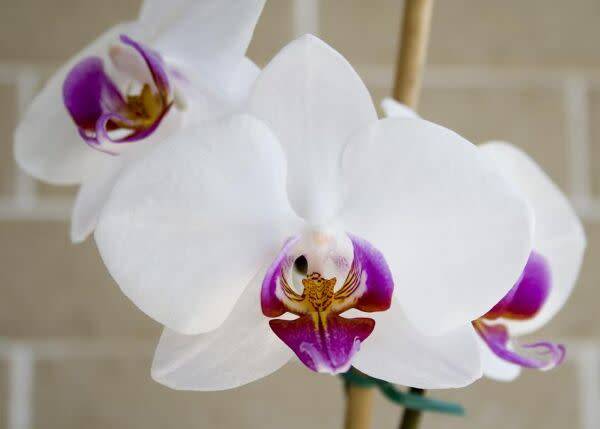 Osez les orchidées !