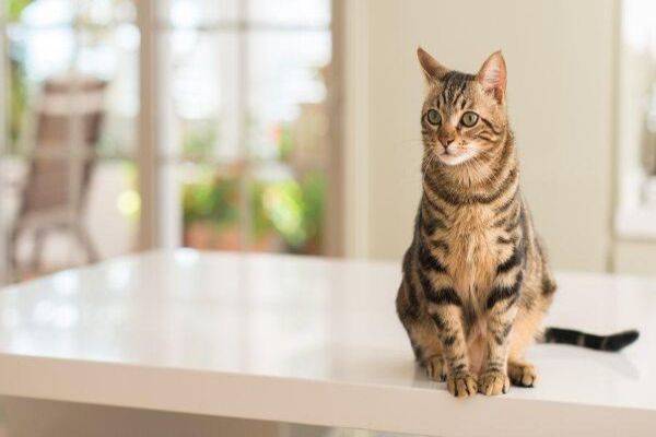 Calculer l'âge humain de son chat