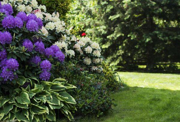 Le semis du rhododendron