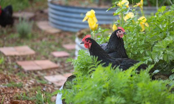 Comment intégrer un poulailler dans un jardin en permaculture ? - © Caseyjadew - stock.adobe.com
