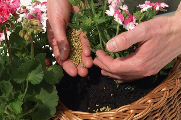Un engrais riche en potasse, pour un géranium plein de fleurs !