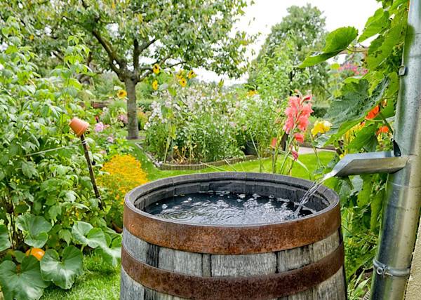 # Utiliser l'eau de pluie pour arroser son jardin est non seulement autorisé, mais aussi recommandé ! © schulzie - stock.adobe.com
