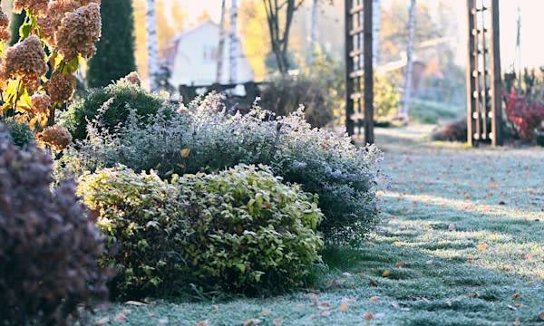 Quelles plantes pour un jardin d'hiver ? - © mashiki- stock.adobe.com