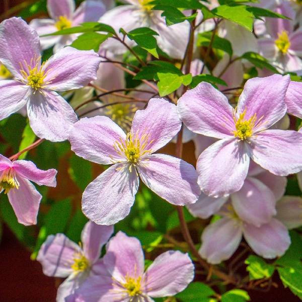 Clématite montana à fleurs roses