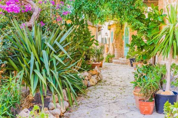 Quelles plantes pour un jardin méditerranéen ?