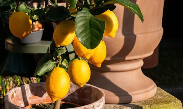 L’hivernage des agrumes - © O de R - stock.adobe.com