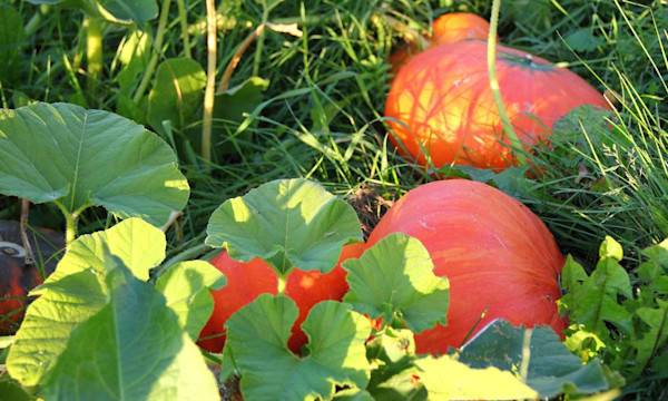 Planter les courges - © Ilya - stock.adobe.com