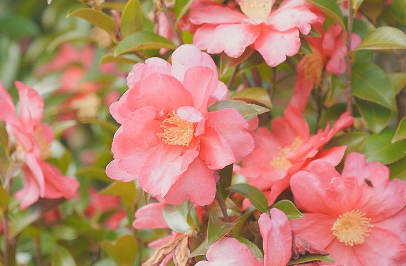 Camélia d'automne - Camellia sasanqua Plantation Pink