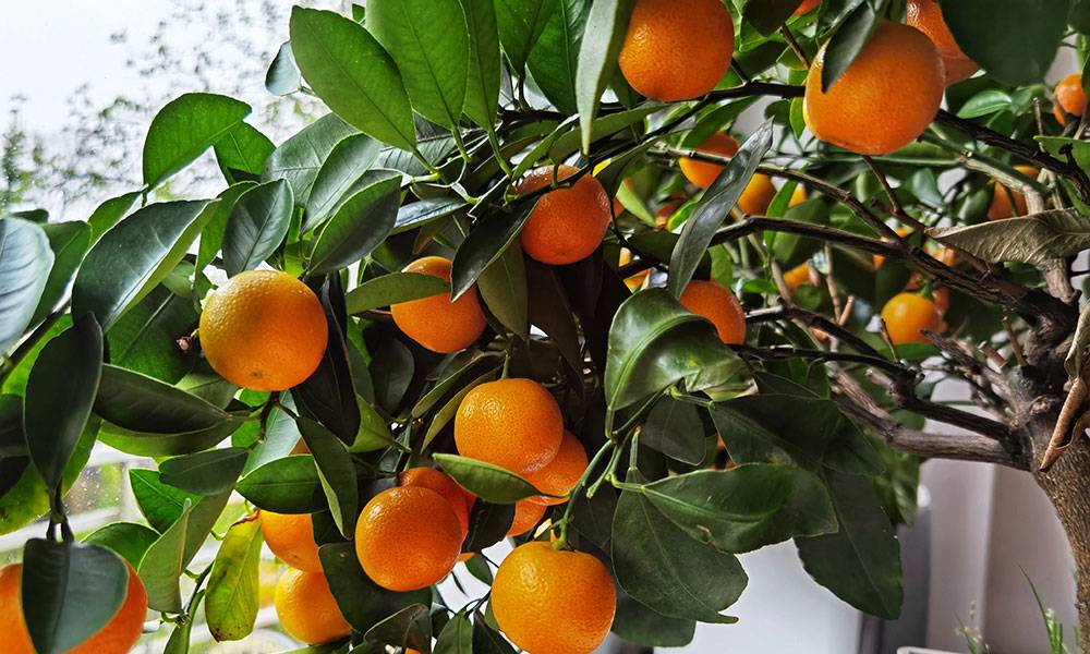 Les calamondins ont une odeur qui va parfumé votre intérieur !