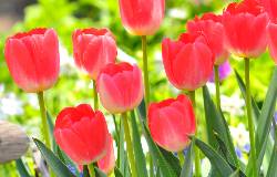 Tulipe rouges dans un jardin