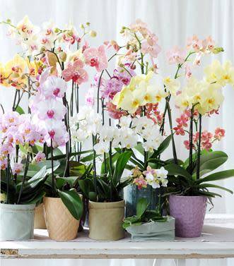 Entretien du Phalaenopsis
