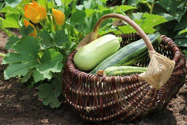 récolte courgette