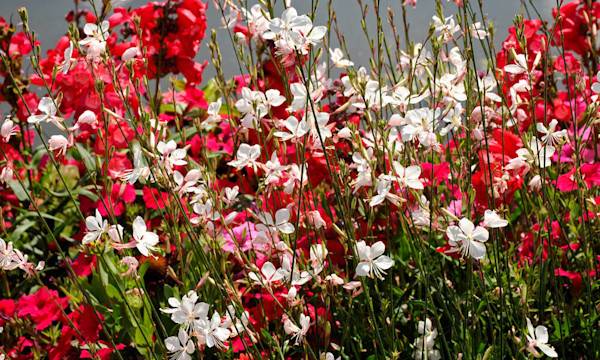 Planter le gaura - © Christian Musat - stock.adobe.com