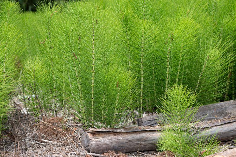 bap plant 6-BAP Solution