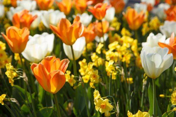 Plantez sans tarder les tulipes botaniques