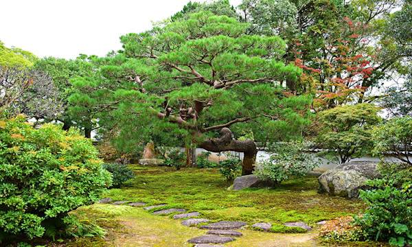 Comment bien choisir un arbre