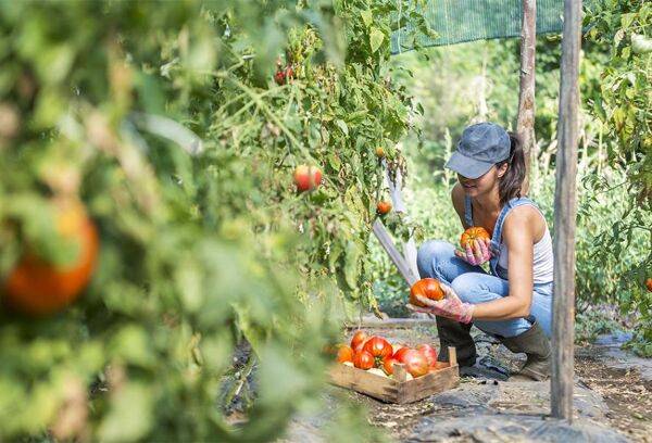 Tout savoir sur les biostimulants
