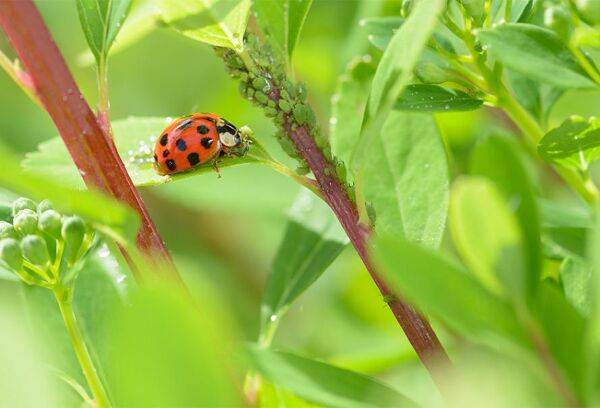 8 astuces contre les pucerons