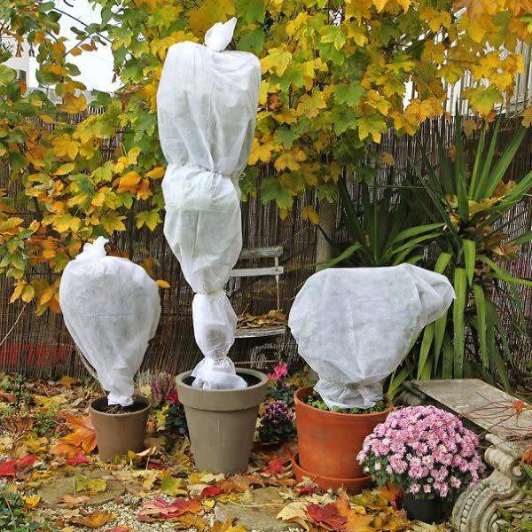 Hivernage : protéger vos plantes en hiver
