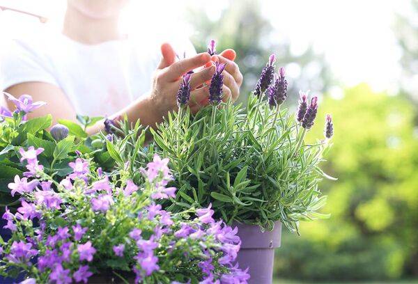 Plantes en pot : spécial sécheresse