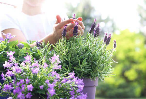 Plantes en pot : spécial sécheresse